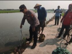 Polsek Kedokan bunder Bersinergi dengan Petani Jayawinangun Basmi Hama Tikus