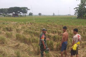 Koramil 0616-05/Sukagumiwang Pantau Langsung Pemeliharaan Tanaman Padi di Wilayah Desa Gunungsari