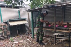 Koramil 1609/Juntinyuat Mengoptimalkan Bintahwil melalui Pemeliharaan Ayam Petelur