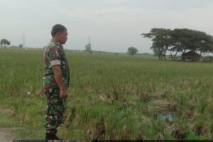 Koramil 1605 Sukagumiwang Lakukan Pendampingan Perawatan Tanaman Padi untuk Percepatan Masa Panen di Sukagumiwang