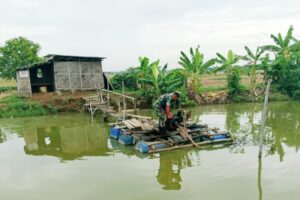 Koramil 1602 Sindang Dampingi Proses Pompanisasi, Dukung Ketahanan Pangan Nasional