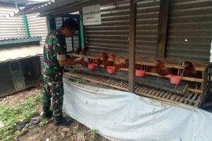 Koramil 1609 Juntinyuat: Mendukung Ketahanan Pangan melalui Pemeliharaan Ayam Petelur