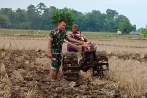 Koramil 1609 Juntinyuat Monitor Pengolahan Lahan Musim Tanam 1 di Desa Segeran Kidul