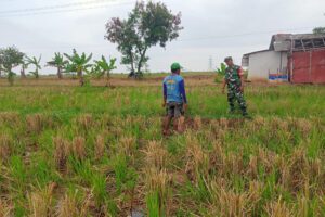 Kegiatan Monitoring Pendampingan Pengolahan Lahan Sawah oleh Koramil 1605/Sukagumiwang