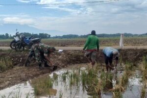Pendampingan Koramil 1605/Sukagumiwang dalam Percepatan Masa Tanam Musim Gaduh 2024