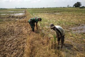 Pendampingan Pertanian, Koramil 1605/Sukagumiwang Dorong Percepatan Musim Tanam di Desa Gedangan