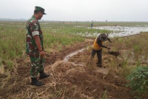 Pendampingan Koramil 1605/Sukagumiwang Dorong Percepatan Masa Tanam Musim Gaduh 2024