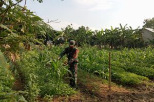 Koramil 1609/Juntinyuat Tingkatkan Ketahanan Pangan di Desa Pondoh, Indramayu
