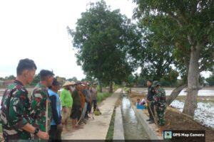 Koramil 1608 Karangampel Gelar Gropyokan Tikus Bersama Warga Desa Mundu