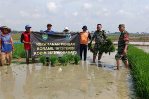 Koramil 1613/Terisi Mendukung Ketahanan Pangan Nasional Melalui Pendampingan Pertanian di Kecamatan Terisi