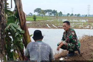 Koramil 1605/Sukagumiwang Lakukan Monitor Pendampingan Pengolahan Lahan Sawah di Desa Lemahayu