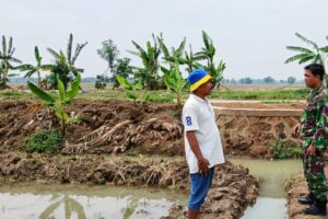 Pendampingan Koramil 1602 Sindang dalam Kegiatan Kelompok Tani Mukti Desa Cantigi Wetan